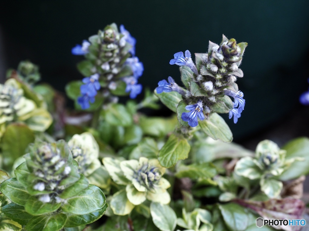 Ajuga