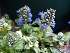 Ajuga