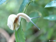 朝のニョロニョロ体操