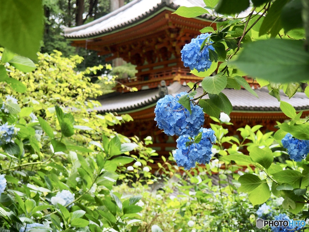 三重塔と紫陽花