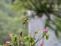 ようこそ！かわいいお客さま