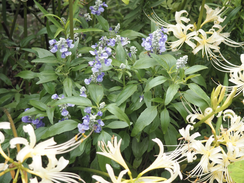 こんな風に咲いてます