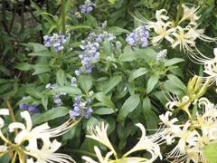 こんな風に咲いてます