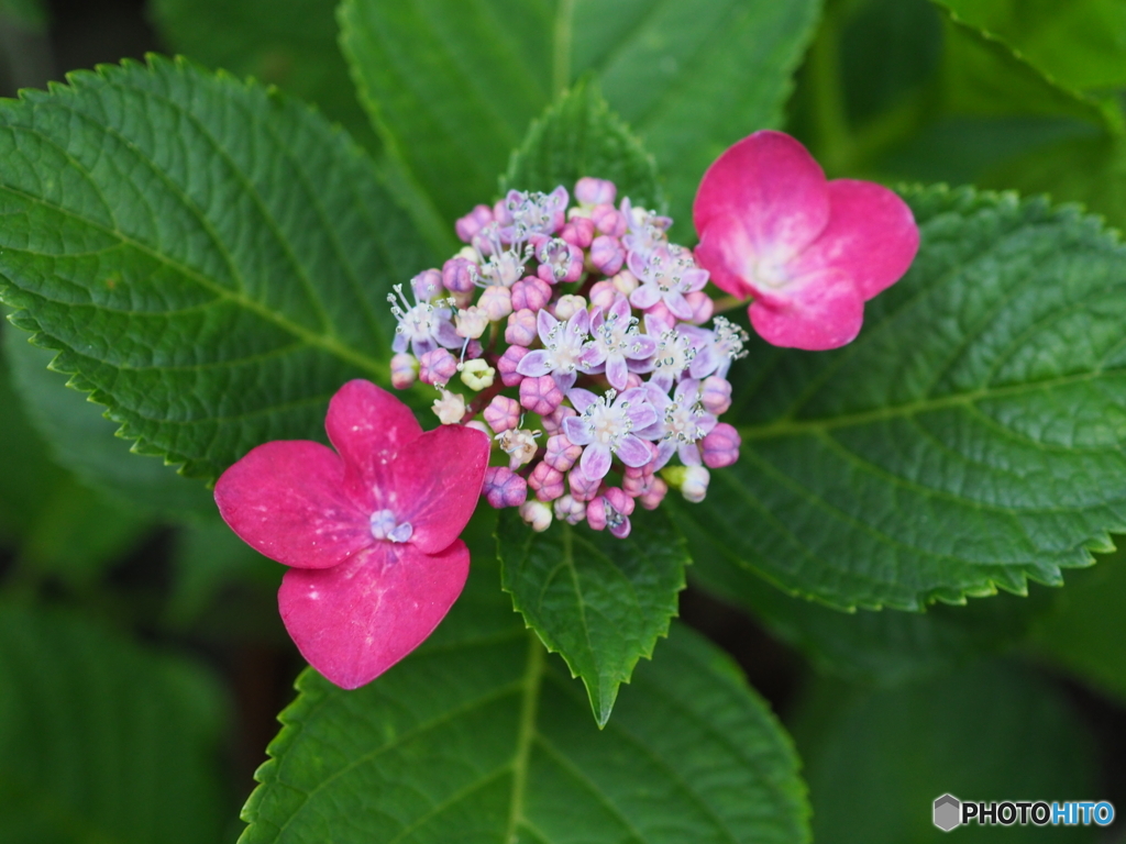 紫陽花のうた