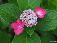 紫陽花のうた