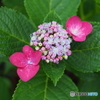 紫陽花のうた