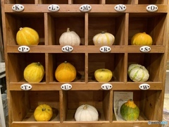 オモチャカボチャの学校