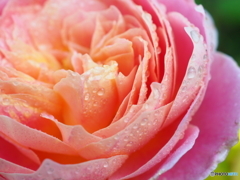 秋色dress   クロード・モネ  その②