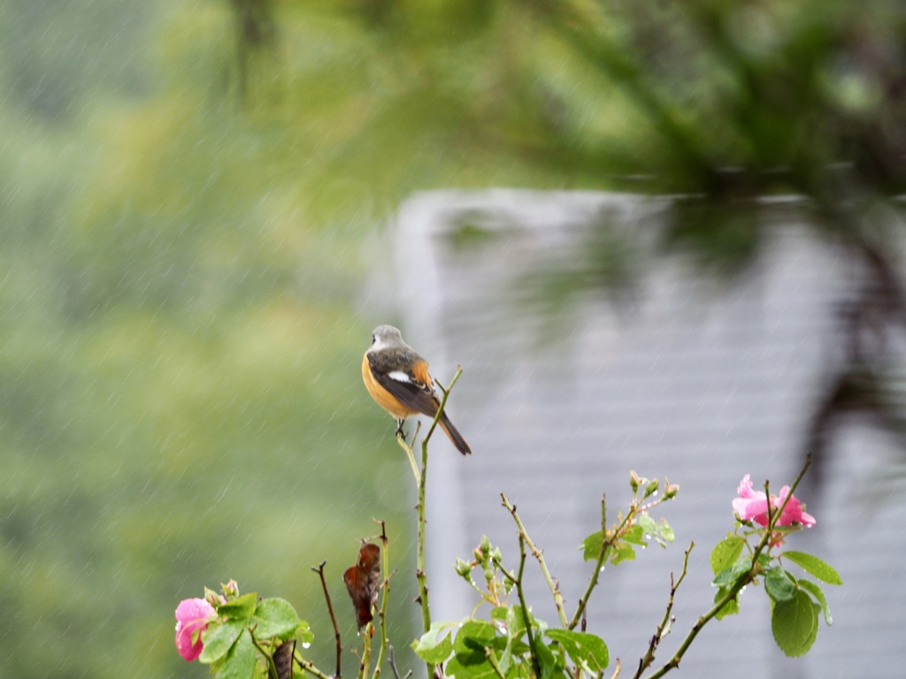 後ろ姿も愛しい君よ