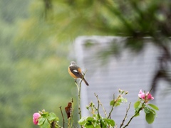 後ろ姿も愛しい君よ