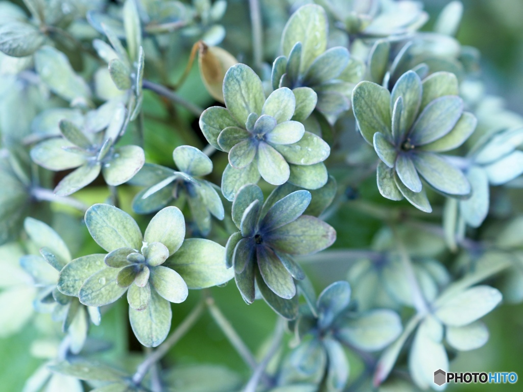 たとえ色褪せても…