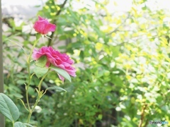 予想最高気温は31℃