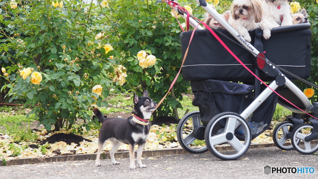 『キミはいいな。車になんて乗ってさ』