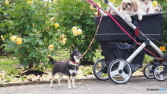 『キミはいいな。車になんて乗ってさ』