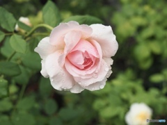 降水確率80%の日曜日 降水確率80%の日曜日