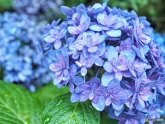 涙と紫陽花と