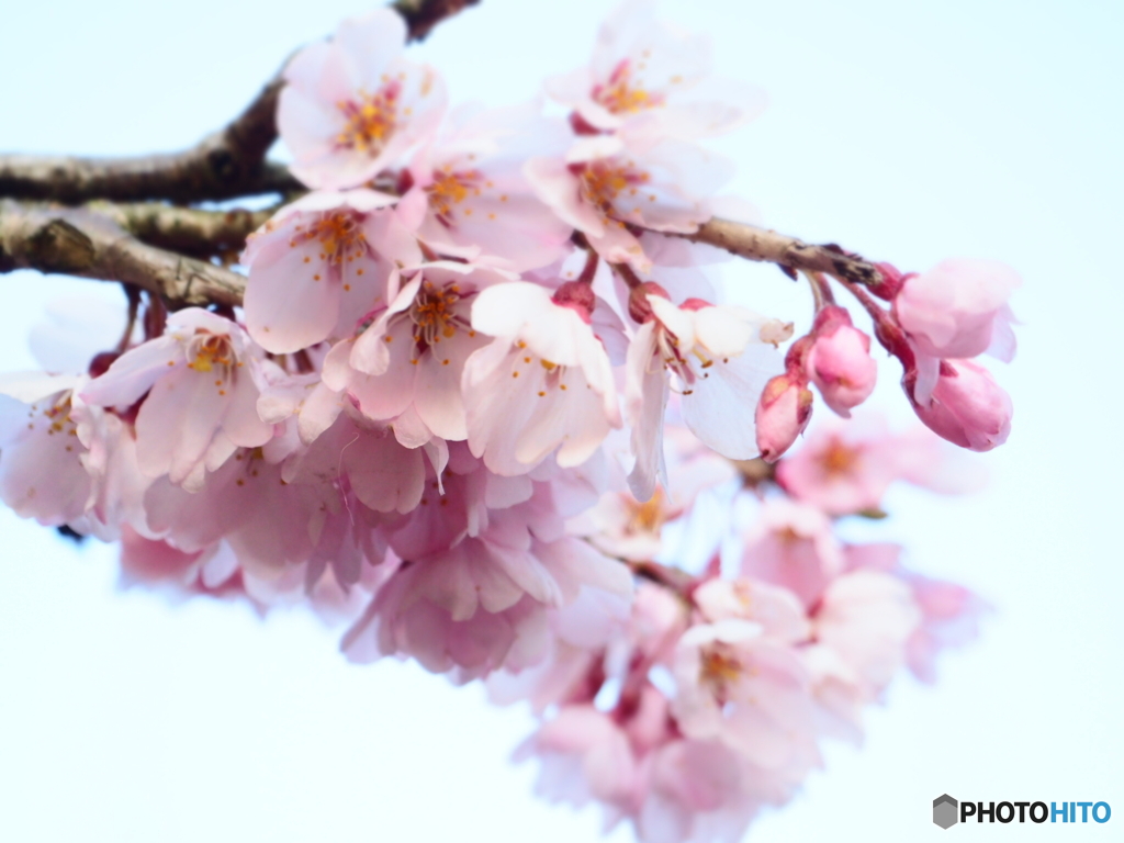 私は桜を揺らす風になりたい