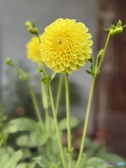 Dahlia咲く
