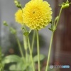 Dahlia咲く