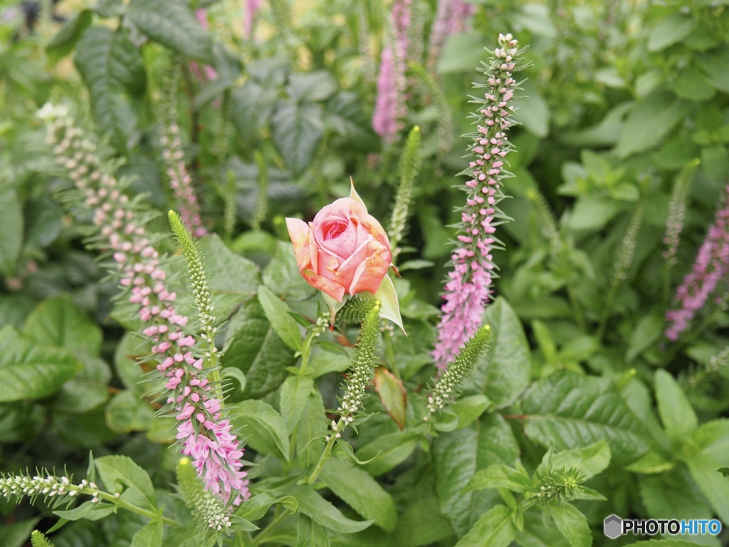 薔薇と西洋トラノオ