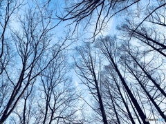 空と木と