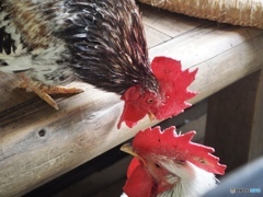 キミには何にも言えません