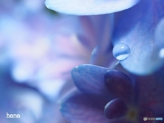 秋色紫陽花のブローチ