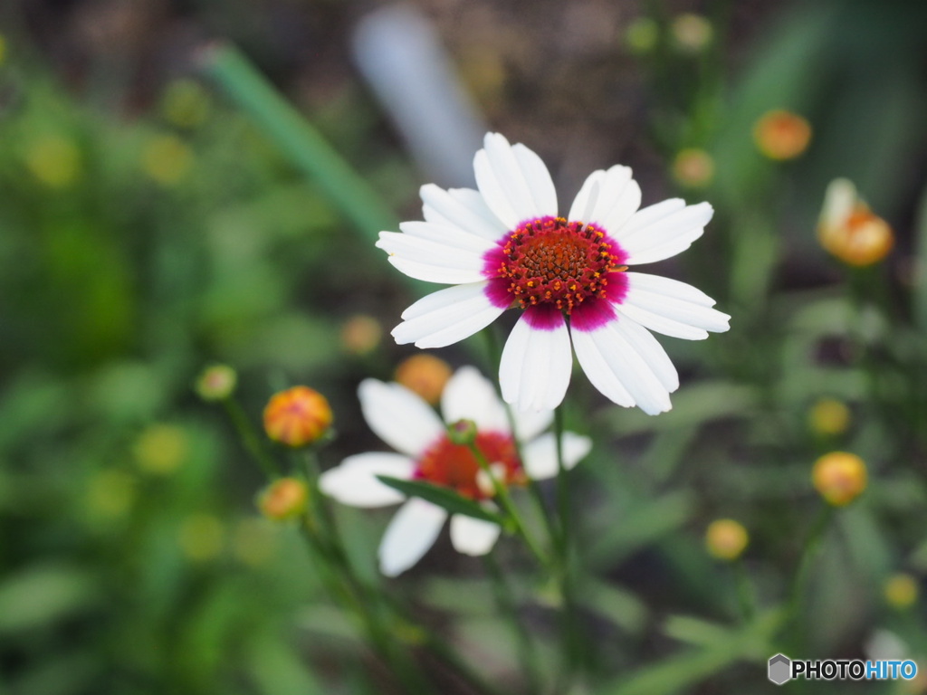 Coreopsis 'Ice Wine
