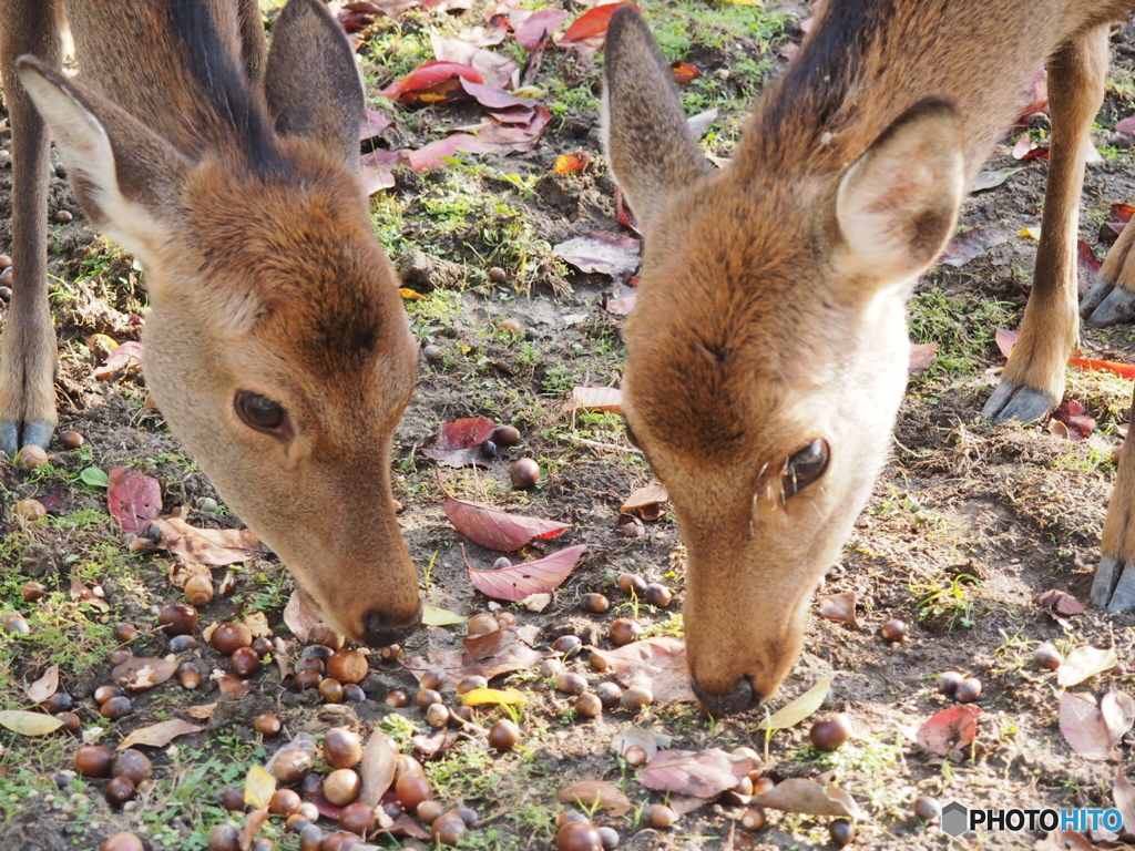 モグモグ・ポリポリ
