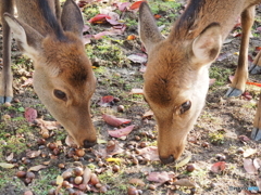 モグモグ・ポリポリ