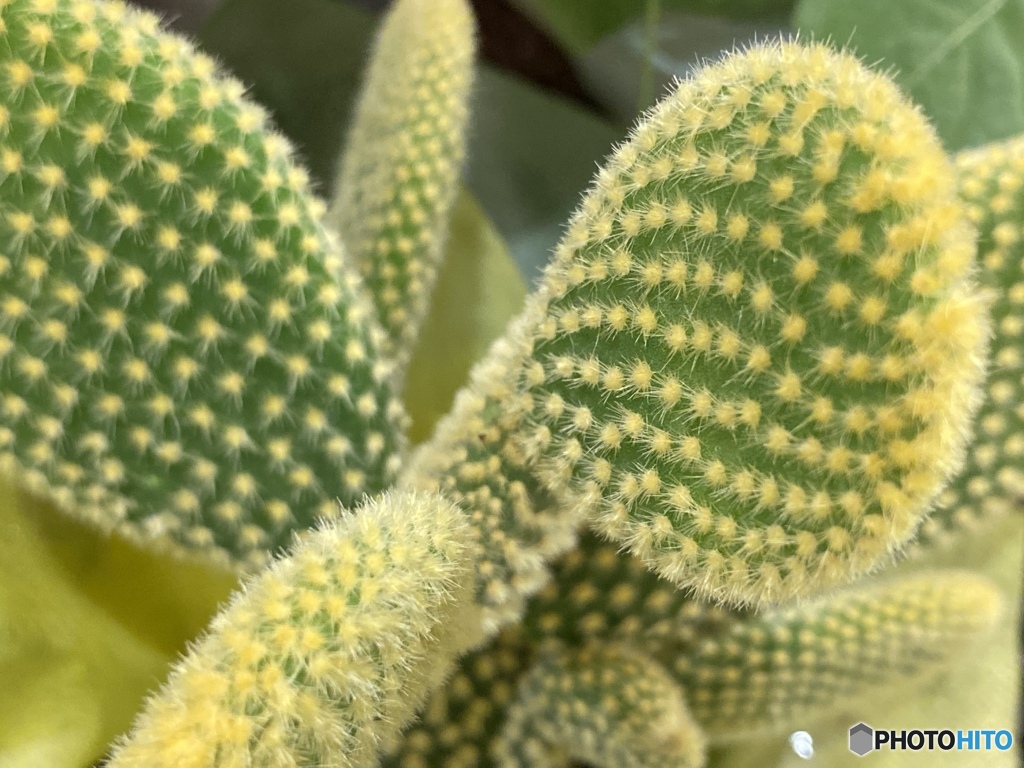 ウチワサボテン