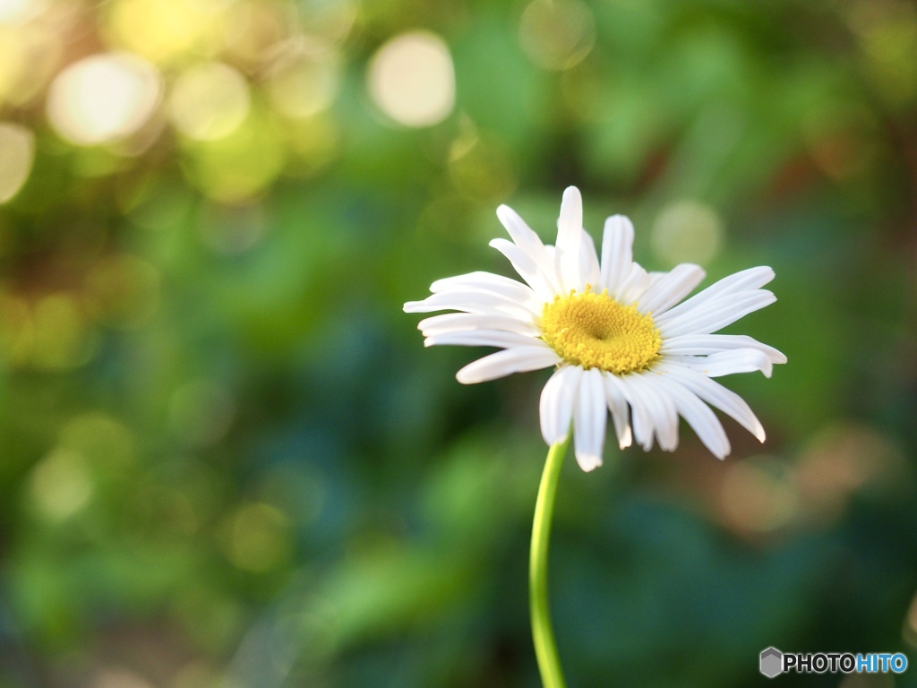 Shasta daisy