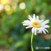 Shasta daisy
