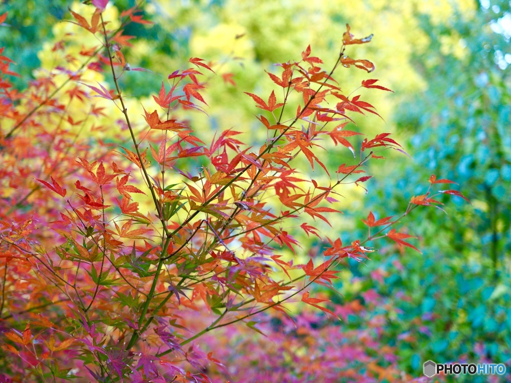 11月23日
