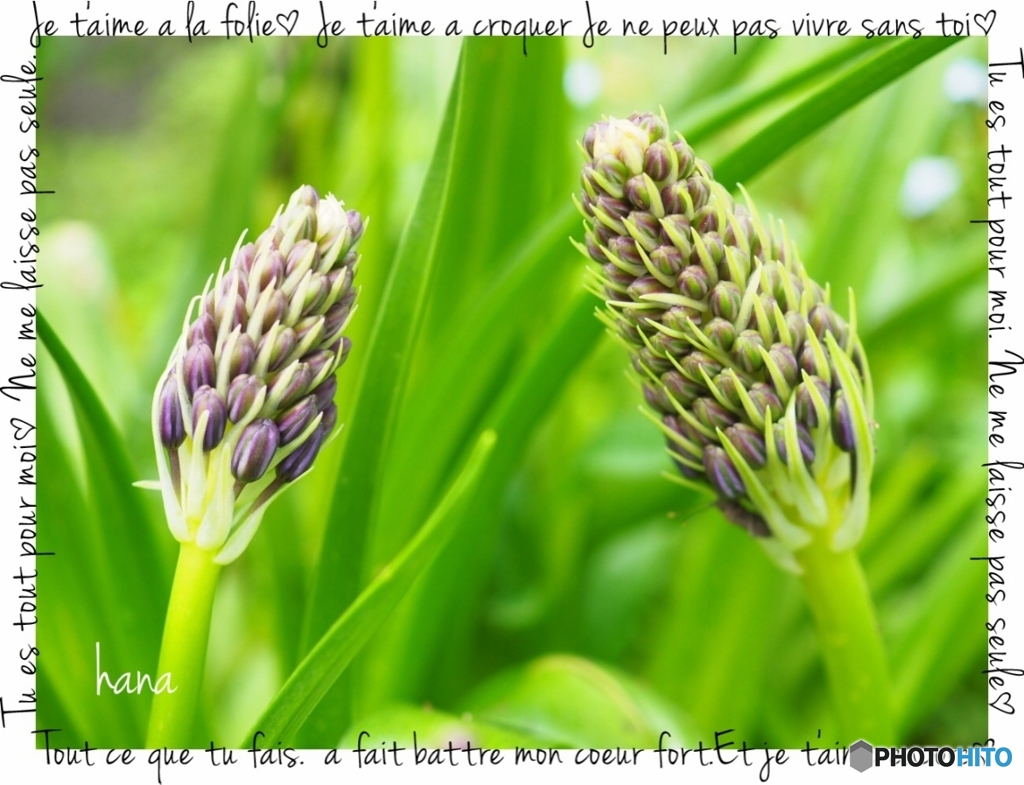 シラーペルビアナ