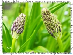 シラーペルビアナ