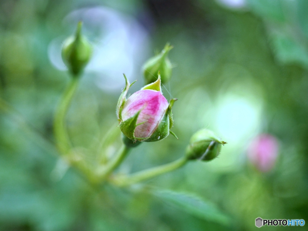Roseate morning