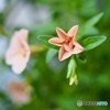 apricot star