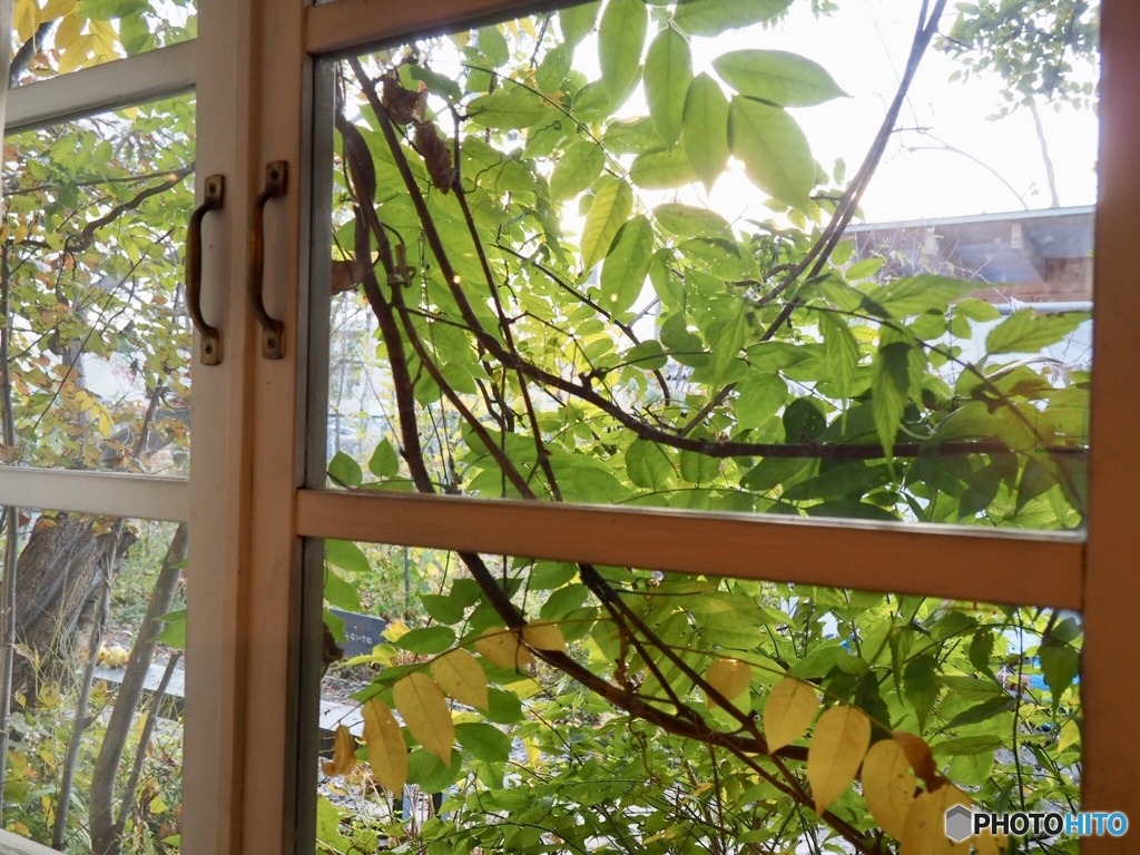 cafeの窓から…