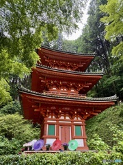 新緑の中の朱