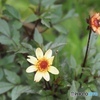 Petie-Dahilia Humming Bronze 
