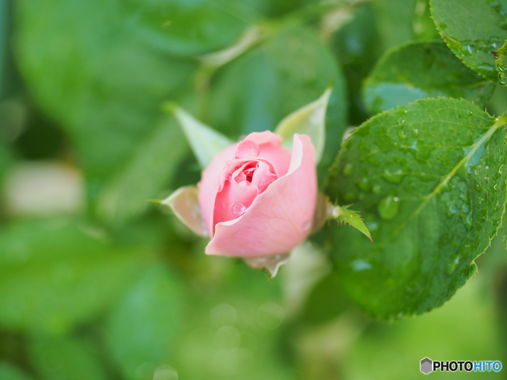 秋薔薇日和