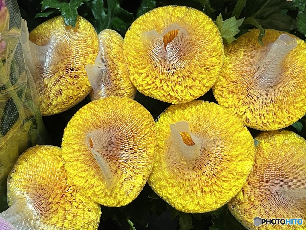 ボクらは帽子を被ってる