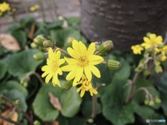石蕗