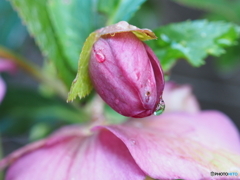 この間まで居眠りしていたの…