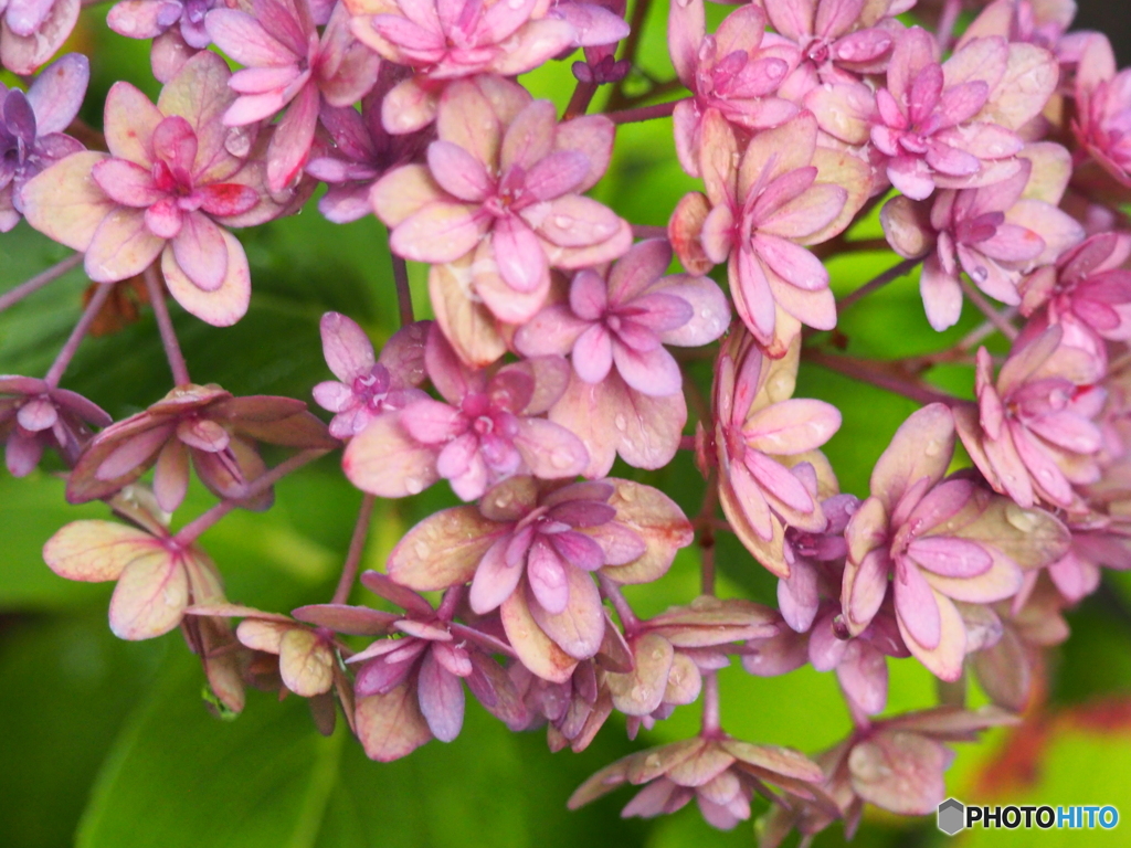 紫陽花のきもち