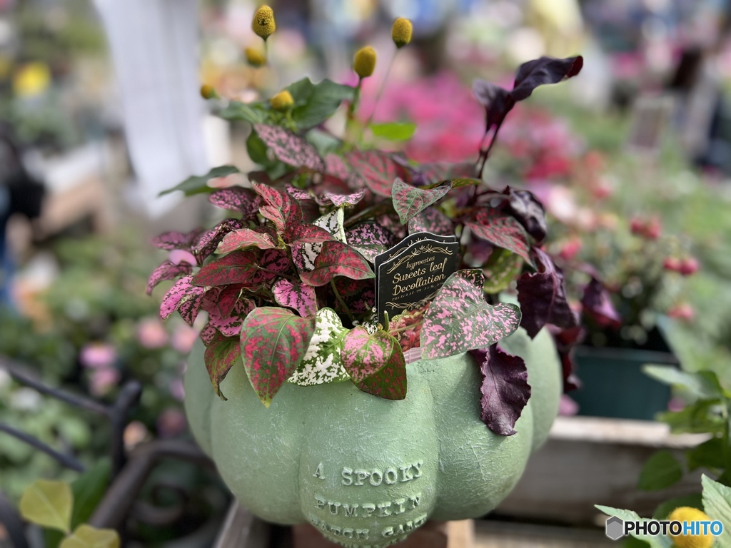 pumpkin bowl