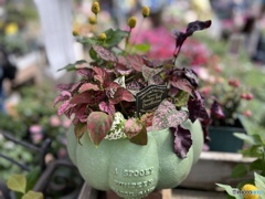 pumpkin bowl