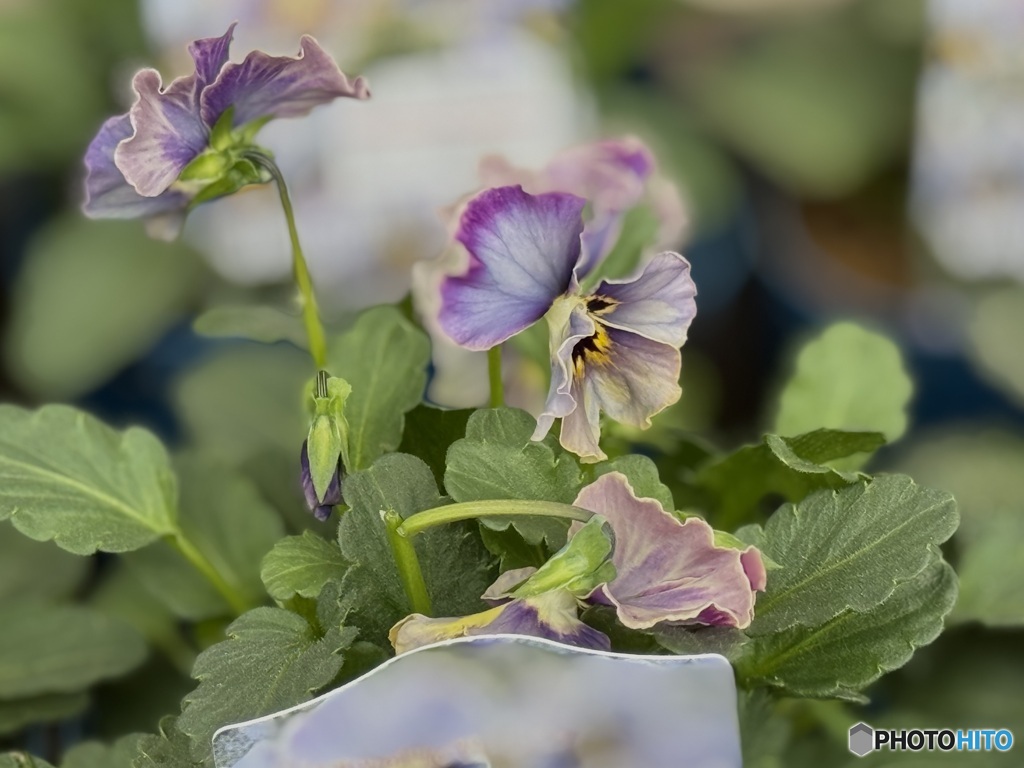 しあわせviola