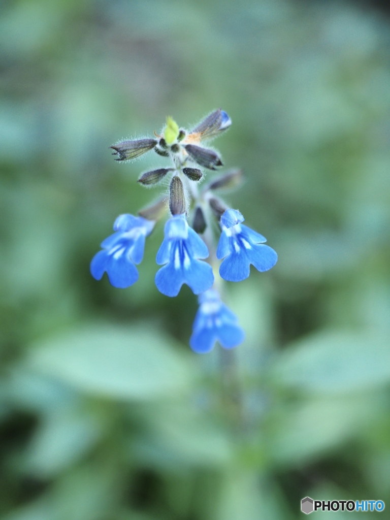 Salvia  Cosmic Blue